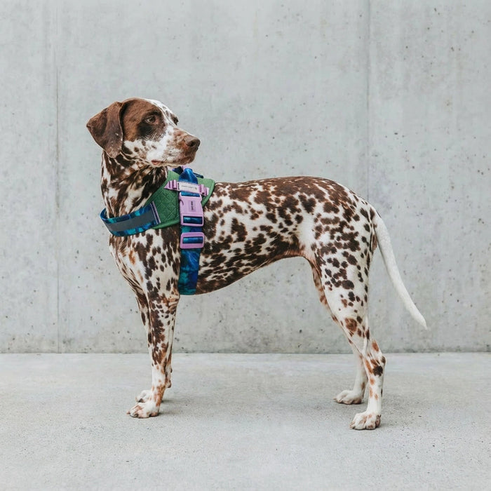 Flyharness - Arnés para perros Trekk Reebok x Zee.Dog de ZEEDOG, arcoíris, reflectante, acolchado