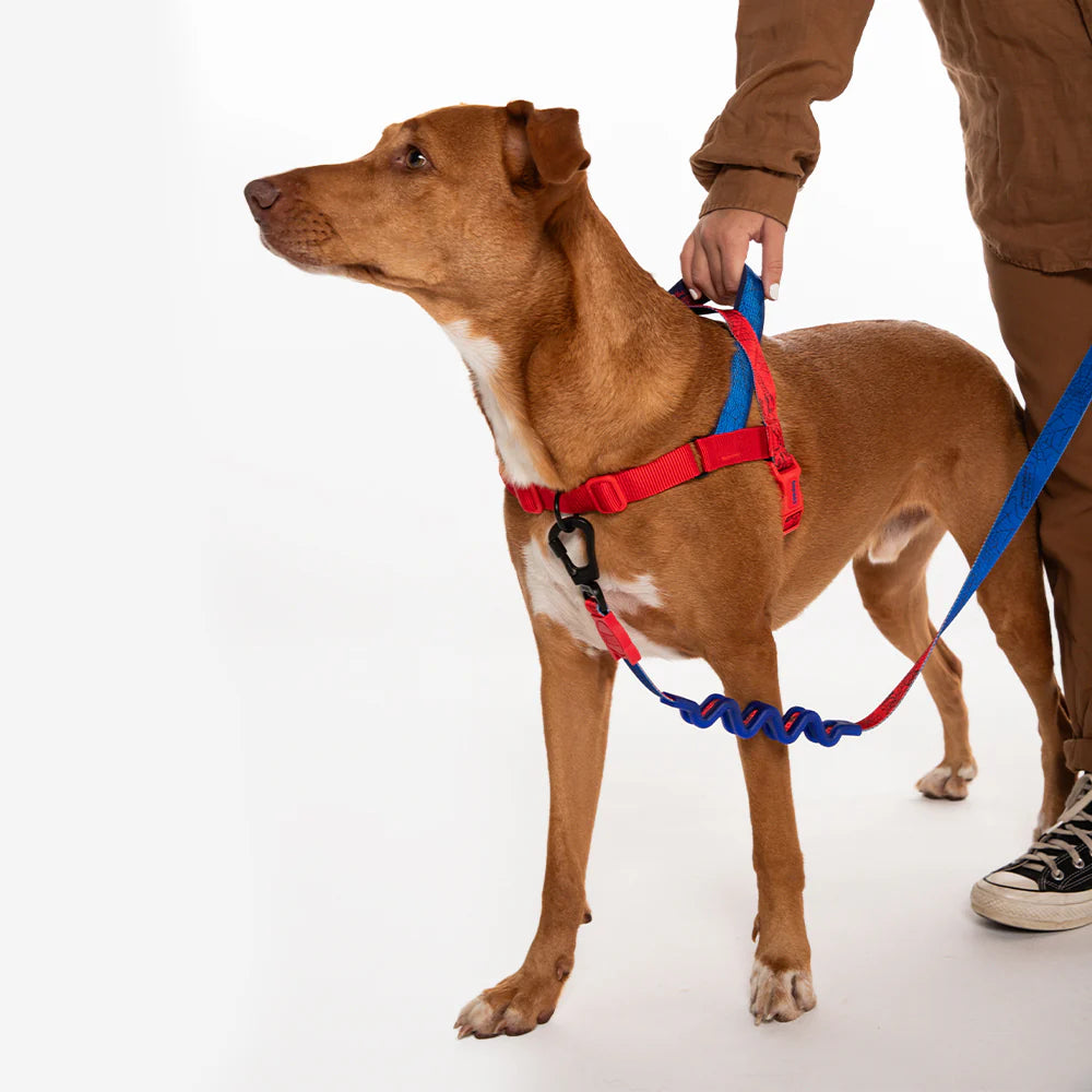Arnés anti-tirones para perro SPIDERMAN / Softer Walk Harness de ZEEDOG, azul, rojo, antitirones, suave