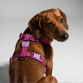H-Harness Brain - Arnés en H para perros de ZEEDOG, ajustable, poliéster