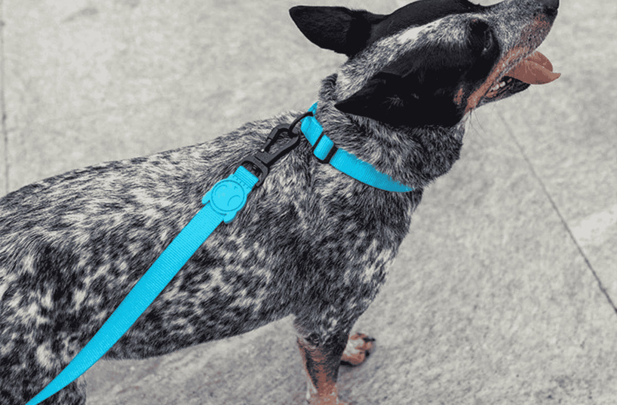Correas tradicionales para perros Zee.Dog