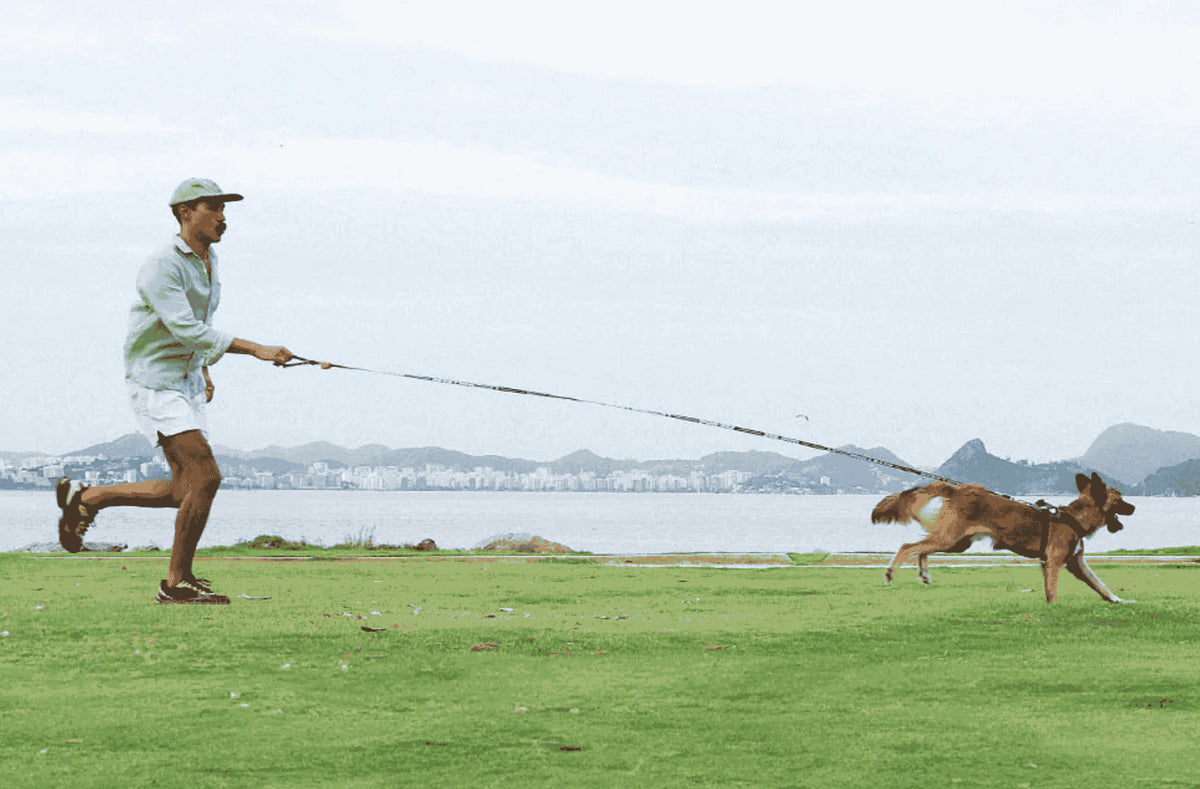 Correas extralargas para perros y entrenamiento