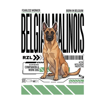 Pastor Belga Malinois