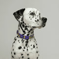 Collar Zmiley para perros de ZEEDOG, cierre de seguridad, completamente ajustable