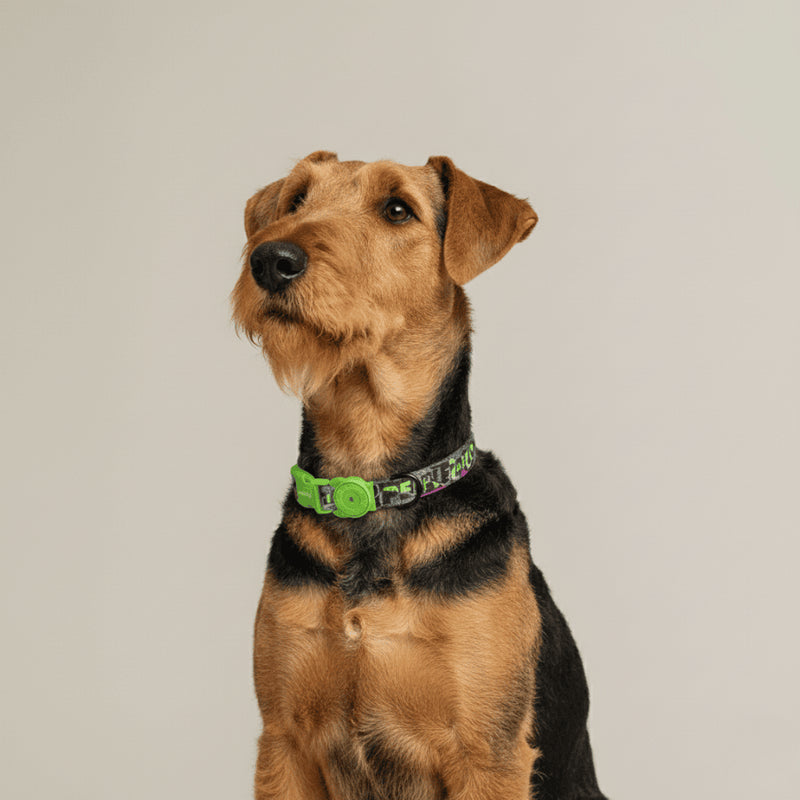 Collar Manifesto para perros