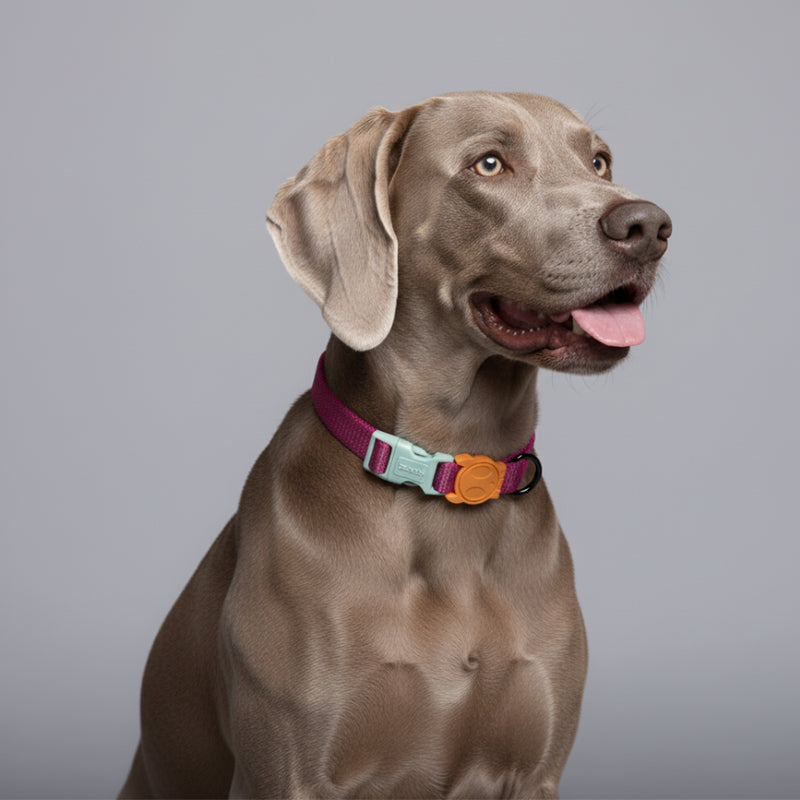 Collar NOX SIDUS reflectivo para perros