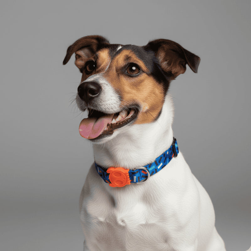 Collar Atlanta para perros