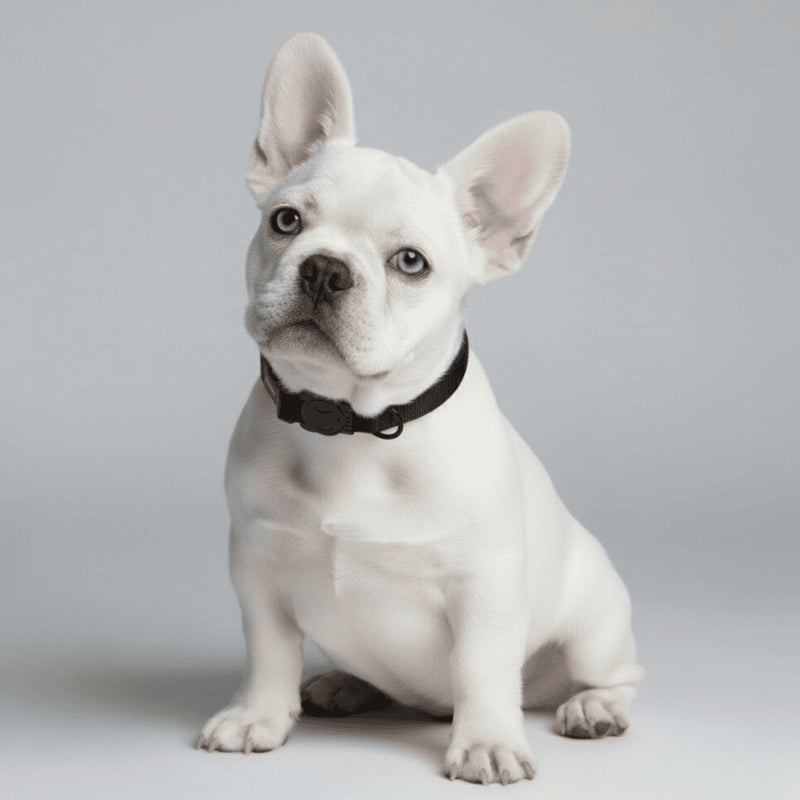 Collar Gotham para perros
