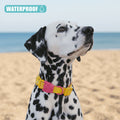 Collar Neopro® Lyra para perros de ZEEDOG, amarillo, rosa, resistente al agua, completamente ajustable