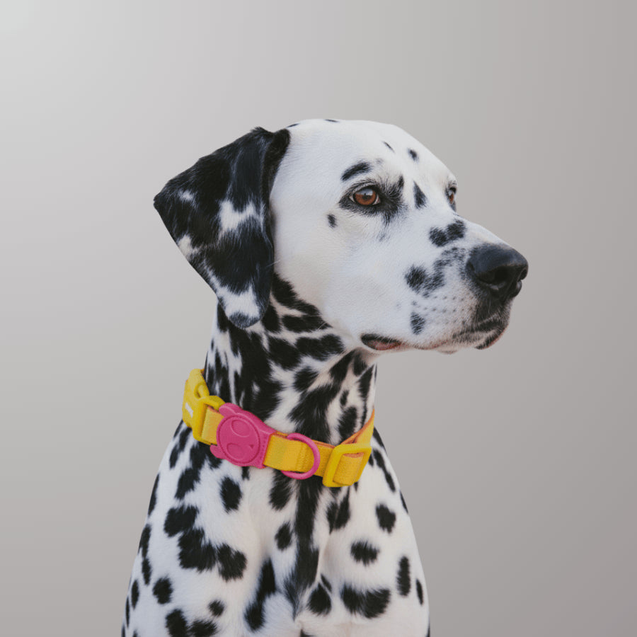 Collar Neopro® Lyra para perros de ZEEDOG, amarillo, rosa, resistente al agua, completamente ajustable