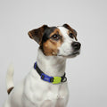 Collar NOX reflectivo para perros de ZEEDOG, verde, negro, morado, reflectante, cierre de seguridad