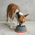 Bowl o comedero clásico Suede Reebok x Zee.Dog de ZEEDOG, naranja, gris