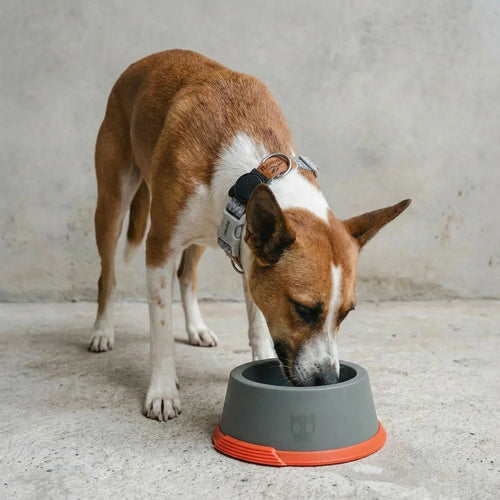 Bowl o comedero clásico Suede Reebok x Zee.Dog de ZEEDOG, naranja, gris
