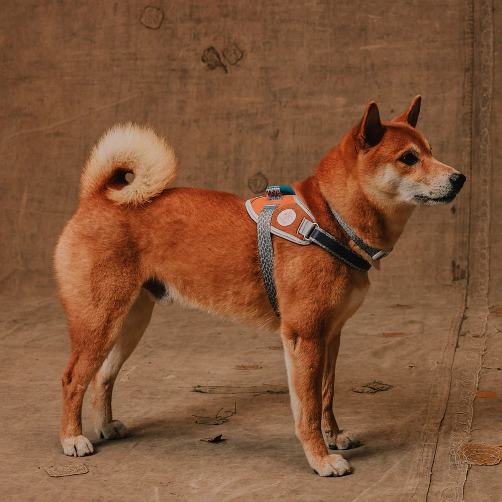 Flyharness - Arnés para perros Suede Reebok x Zee.Dog de ZEEDOG, arcoíris, reflectante, acolchado