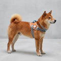 Flyharness - Arnés para perros Suede Reebok x Zee.Dog de ZEEDOG, arcoíris, reflectante, acolchado