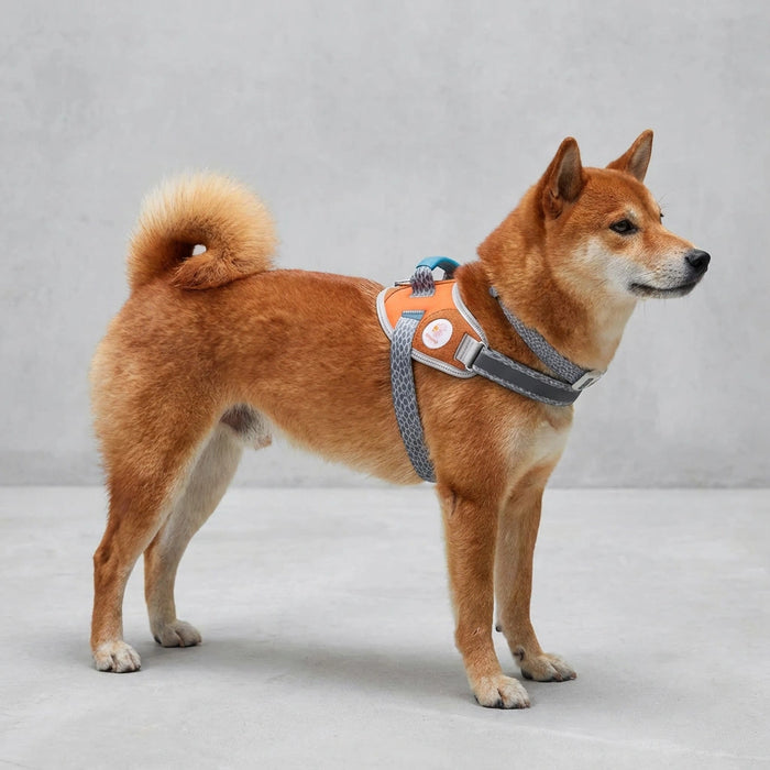 Flyharness - Arnés para perros Suede Reebok x Zee.Dog de ZEEDOG, arcoíris, reflectante, acolchado