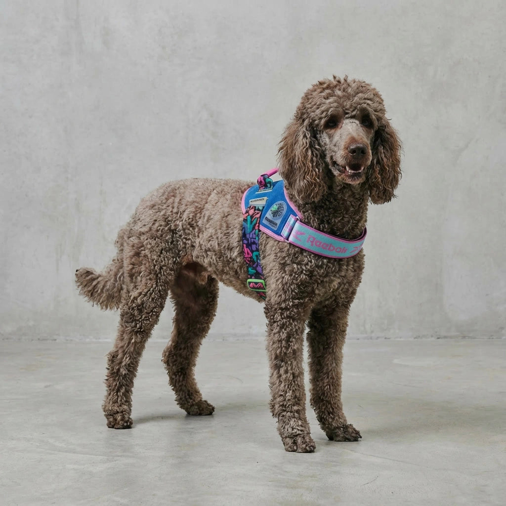 Flyharness - Arnés para perros Aerobic Reebok x Zee.Dog de ZEEDOG, transpirable, ajustable