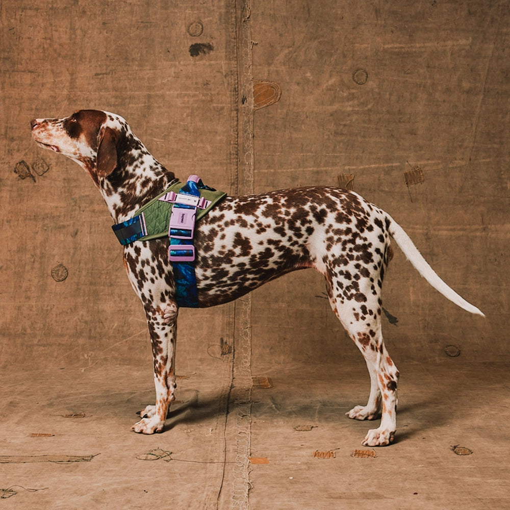 Flyharness - Arnés para perros Trekk Reebok x Zee.Dog de ZEEDOG, arcoíris, reflectante, acolchado