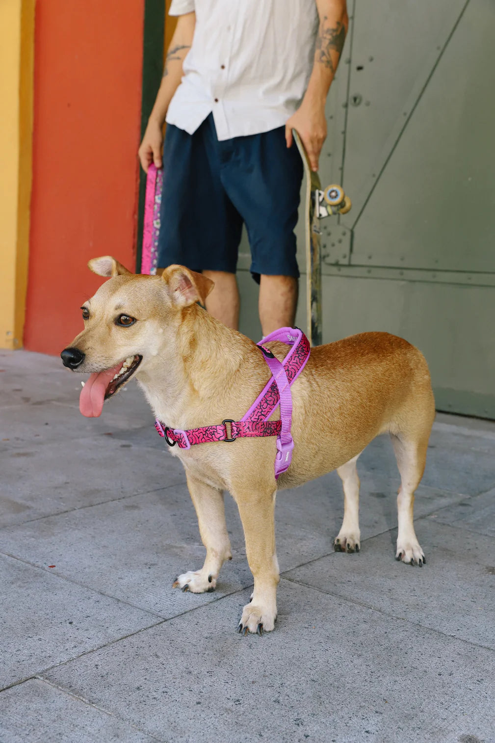 Arnés anti-tirones para perro BRAIN / Softer Walk Harness de ZEEDOG, rosa, morado, suave