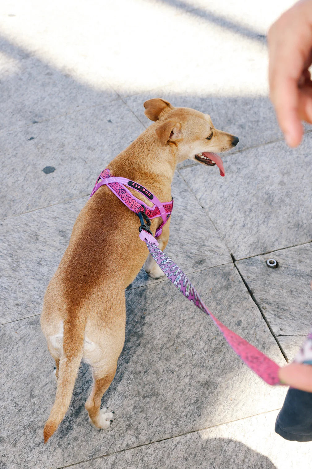 Arnés anti-tirones para perro BRAIN / Softer Walk Harness de ZEEDOG, rosa, morado, suave