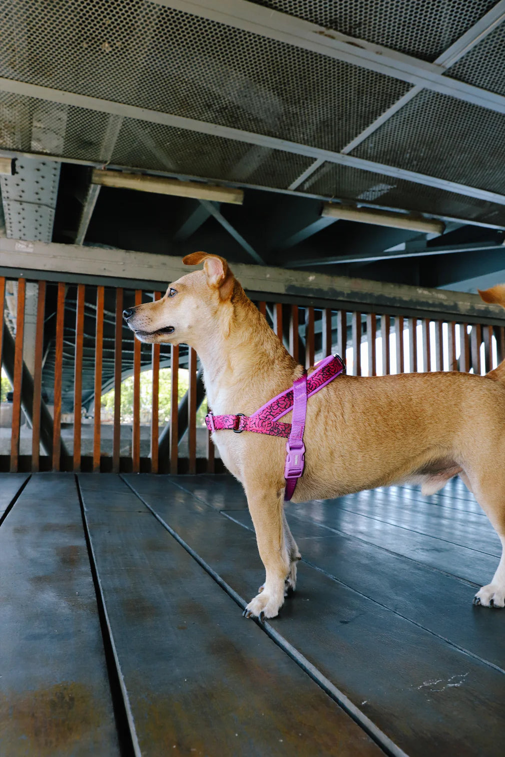 Arnés anti-tirones para perro BRAIN / Softer Walk Harness de ZEEDOG, rosa, morado, suave