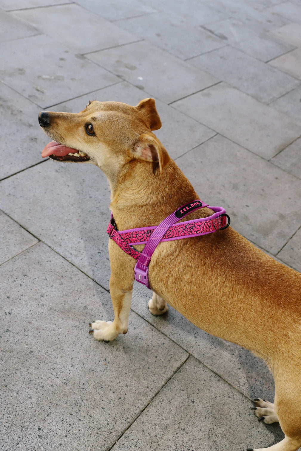 Arnés anti-tirones para perro BRAIN / Softer Walk Harness de ZEEDOG, rosa, morado, suave