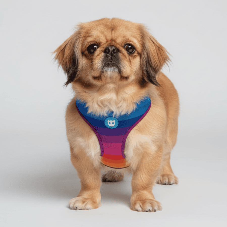 Pechera Airmesh Harness Prisma para perros de ZEEDOG, transpirable, ajustable
