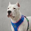 Pechera para perros Aerobic Reebok x Zee.Dog de ZEEDOG, transpirable, ajustable