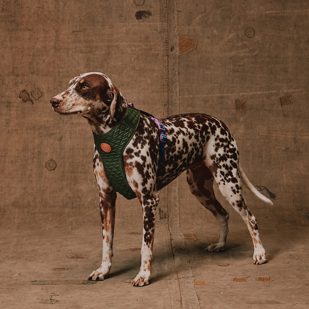 Pechera para perros Trekk Reebok x Zee.Dog de ZEEDOG, acolchado, ajustable