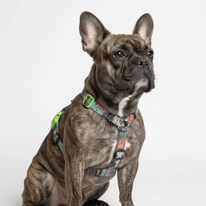 H-Harness Manifesto - Arnés en H para perros