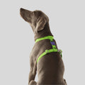 H-Harness NOX LUMEN - Arnés en H reflectivo para perros de ZEEDOG, verde, morado, poliéster, suave