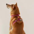 H-Harness NOX SIDUS - Arnés en H reflectivo para perros de ZEEDOG, naranja, azul, rosa, poliéster