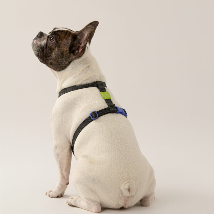 H-Harness NOX - Arnés en H reflectivo para perros de ZEEDOG, verde, negro, completamente ajustable