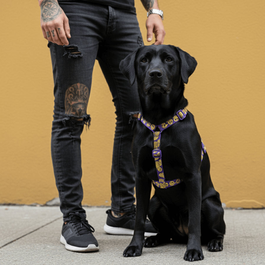 H-Harness Zmiley - Arnés en H para perros de ZEEDOG, morado, ajustable, poliéster