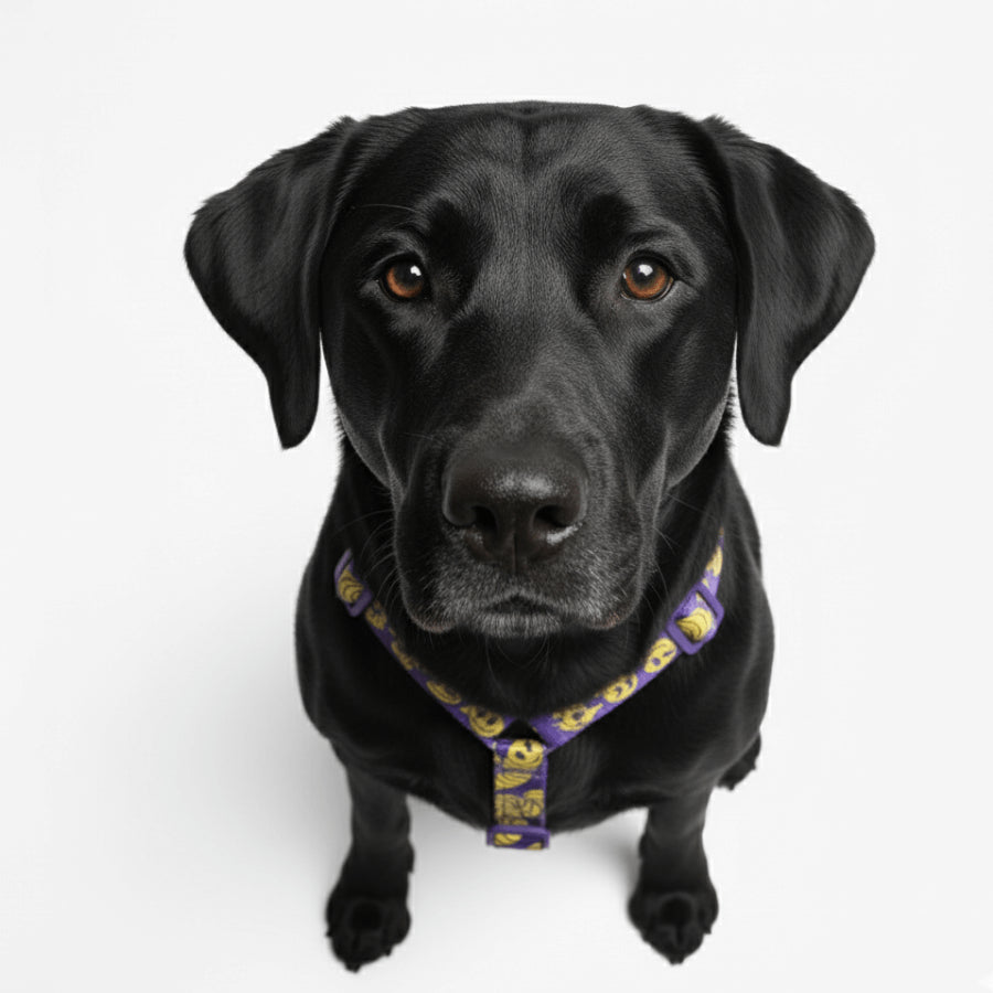 H-Harness Zmiley - Arnés en H para perros de ZEEDOG, morado, ajustable, poliéster