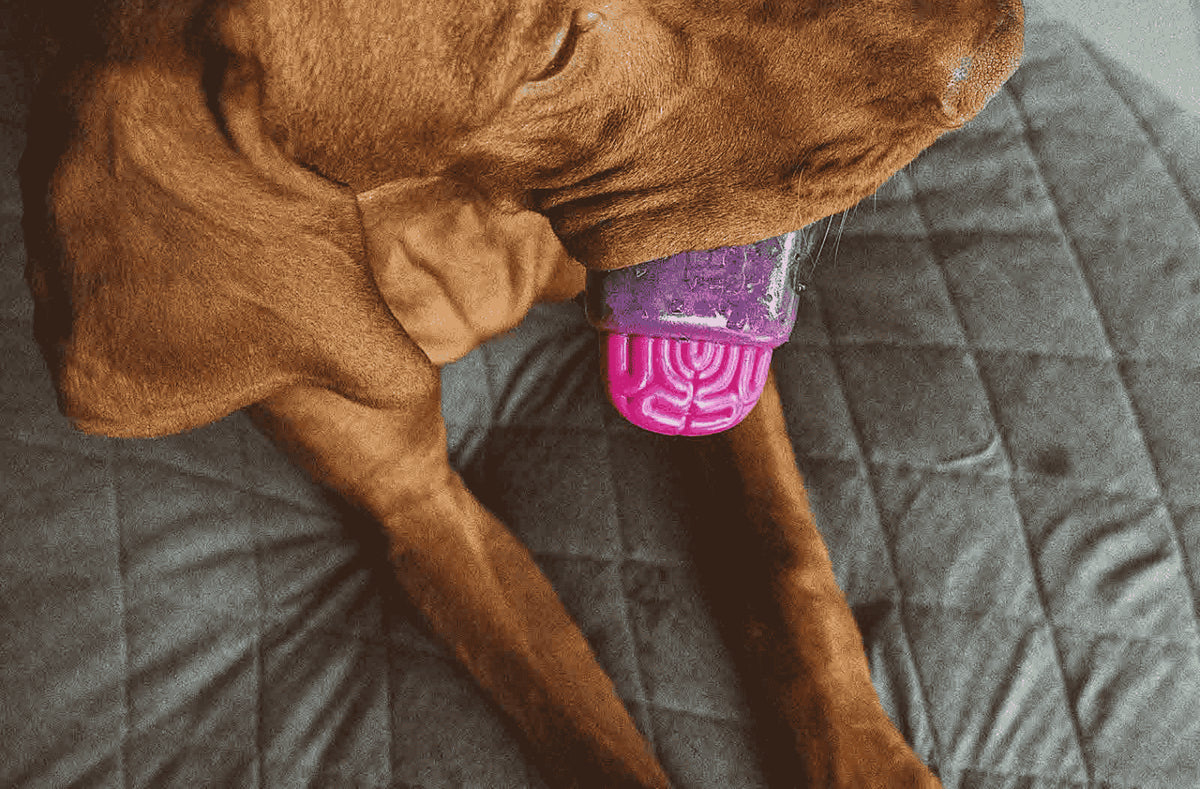 Juguetes para morder para perros