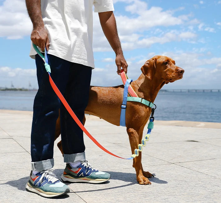 Correas para perros