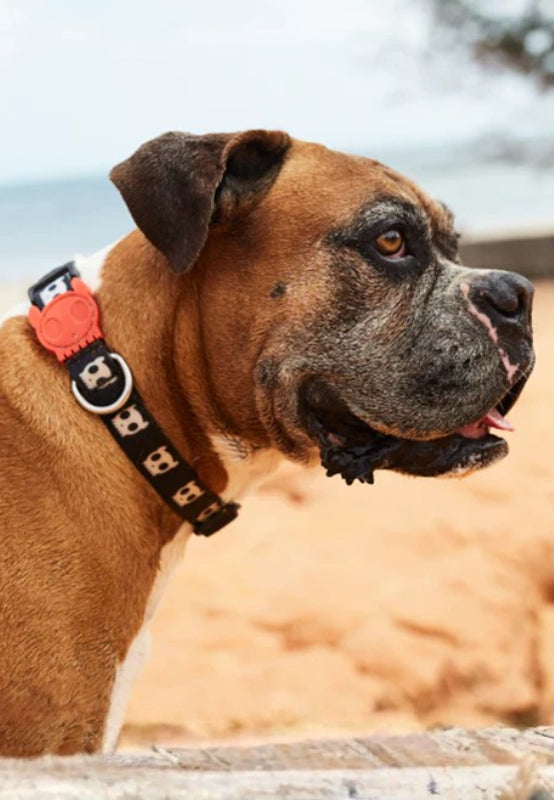Collares de Diseño Zee.Dog