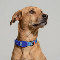 Collar para perros Error #404 de ZEEDOG, naranja, turquesa, azul, completamente ajustable, poliéster