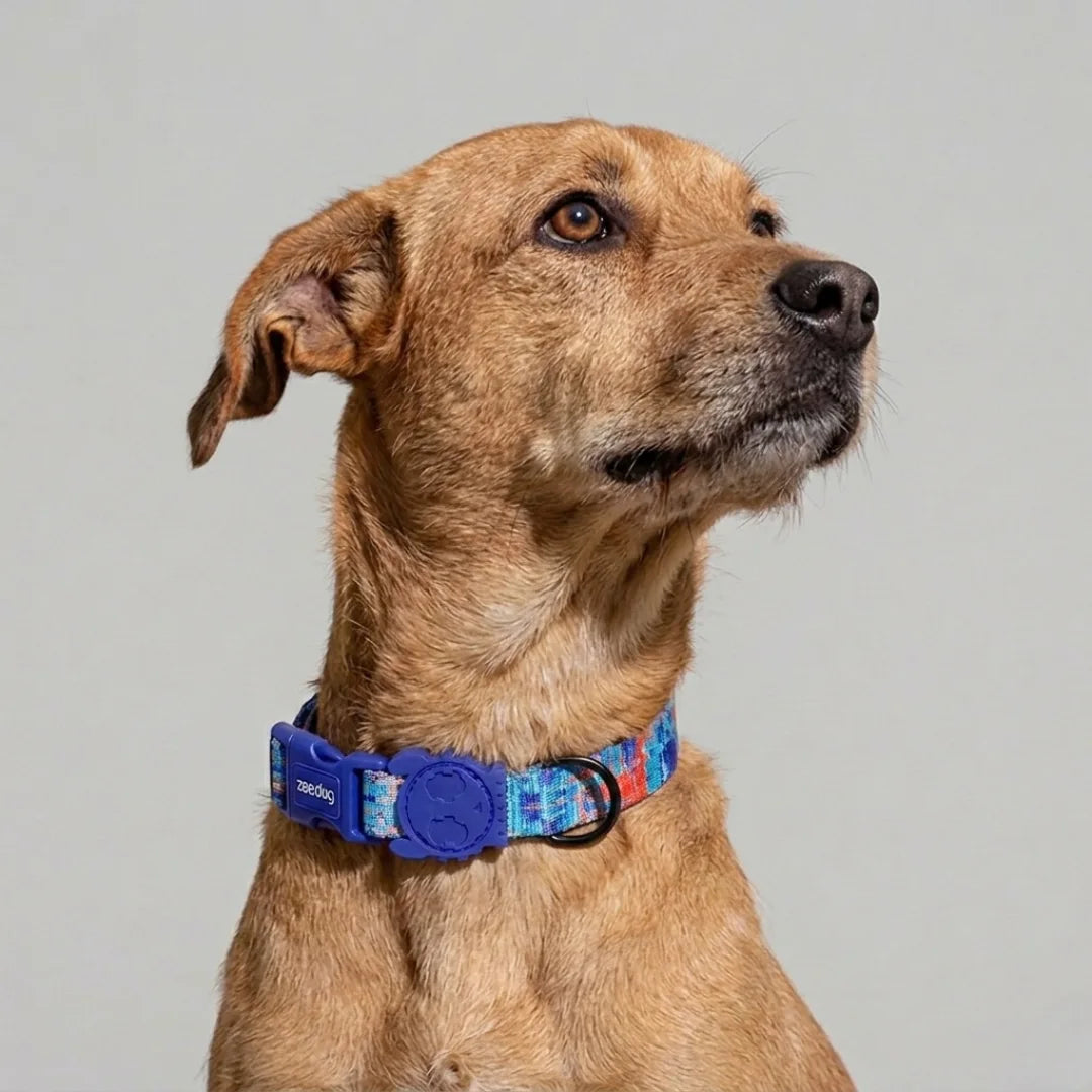 Collar para perros Error #404 de ZEEDOG, naranja, turquesa, azul, completamente ajustable, poliéster