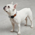 Collar para perros Suede Reebok x Zee.Dog de ZEEDOG, naranja, gris, completamente ajustable, poliéster