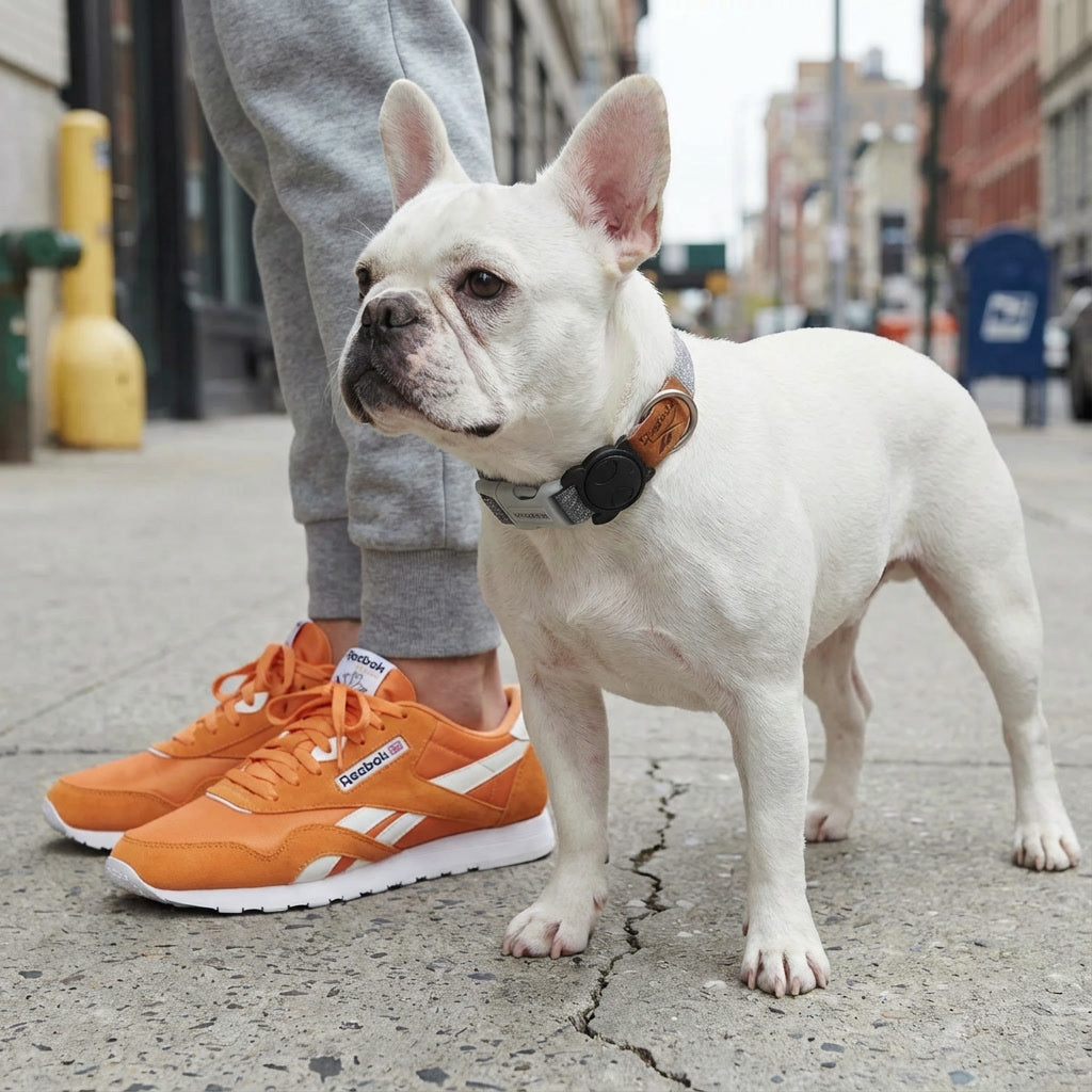 Collar para perros Suede Reebok x Zee.Dog de ZEEDOG, naranja, gris, completamente ajustable, poliéster