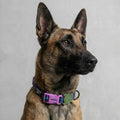 Collar para perros Trekk Reebok x Zee.Dog de ZEEDOG, azul, verde, morado, completamente ajustable