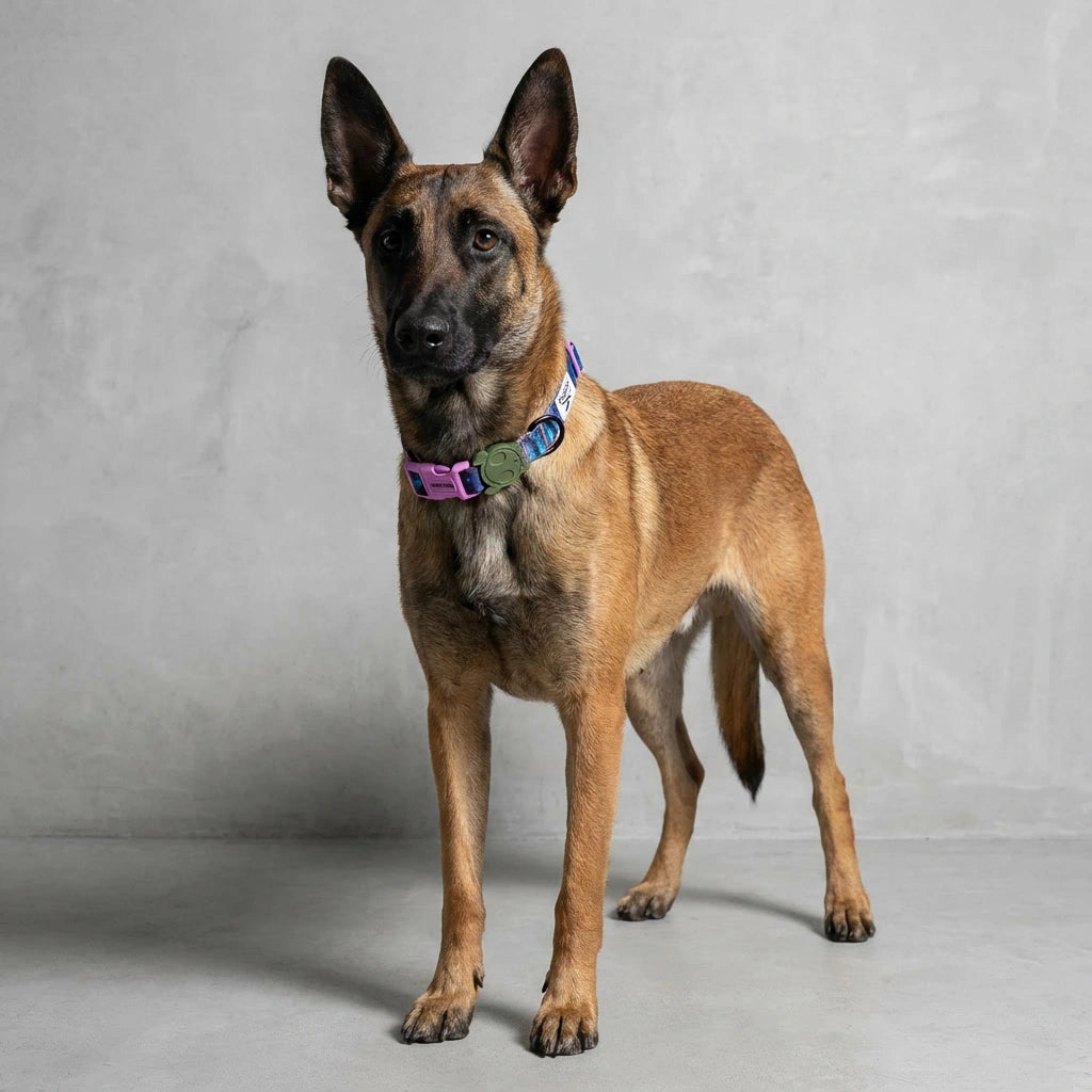 Collar para perros Trekk Reebok x Zee.Dog de ZEEDOG, azul, verde, morado, completamente ajustable
