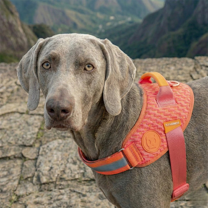 Arnés para perros Flyharness Gazzele de ZEEDOG, arcoíris, naranja, rosa, reflectante, acolchado