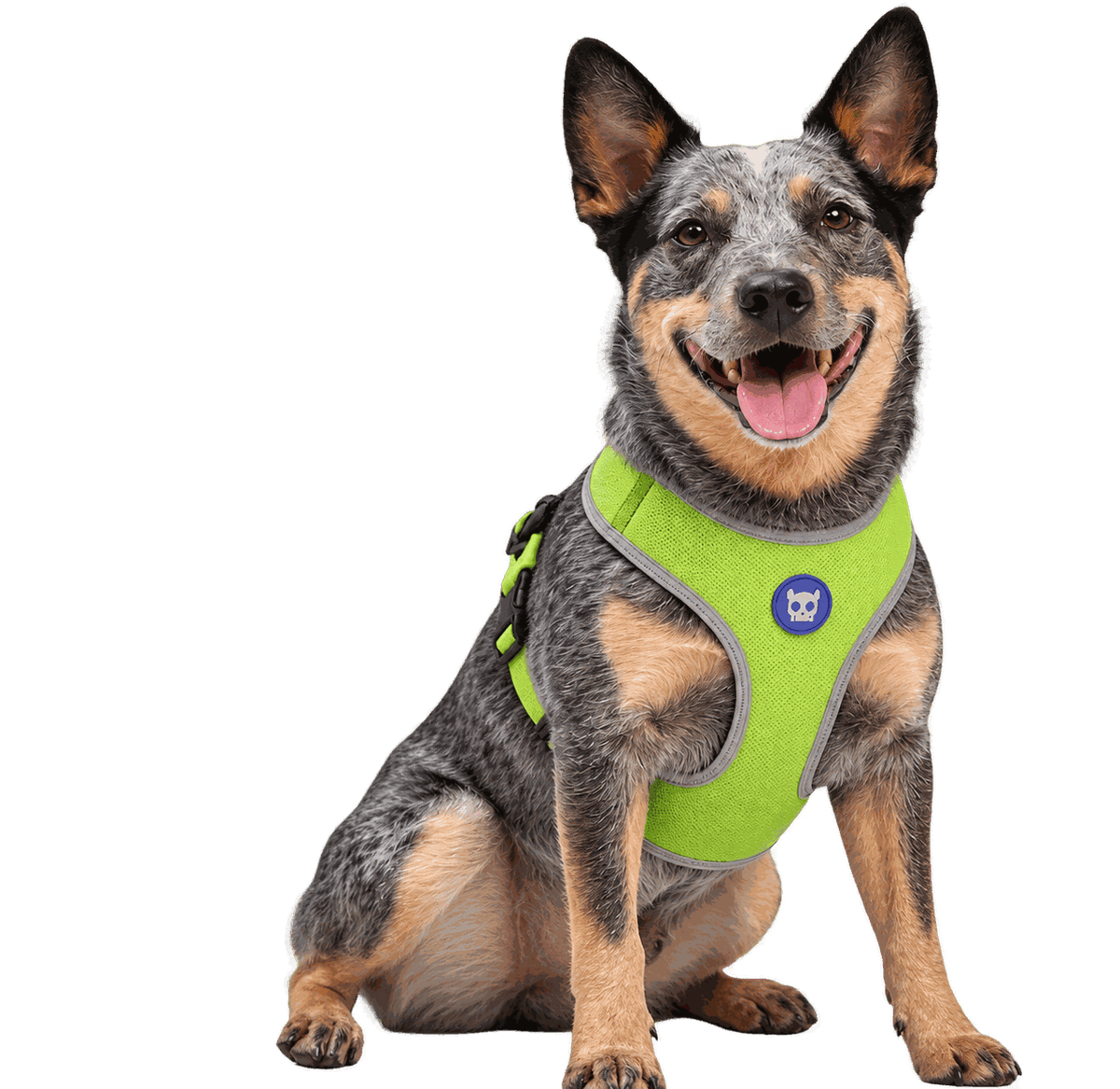 Arneses y pecheras para perro