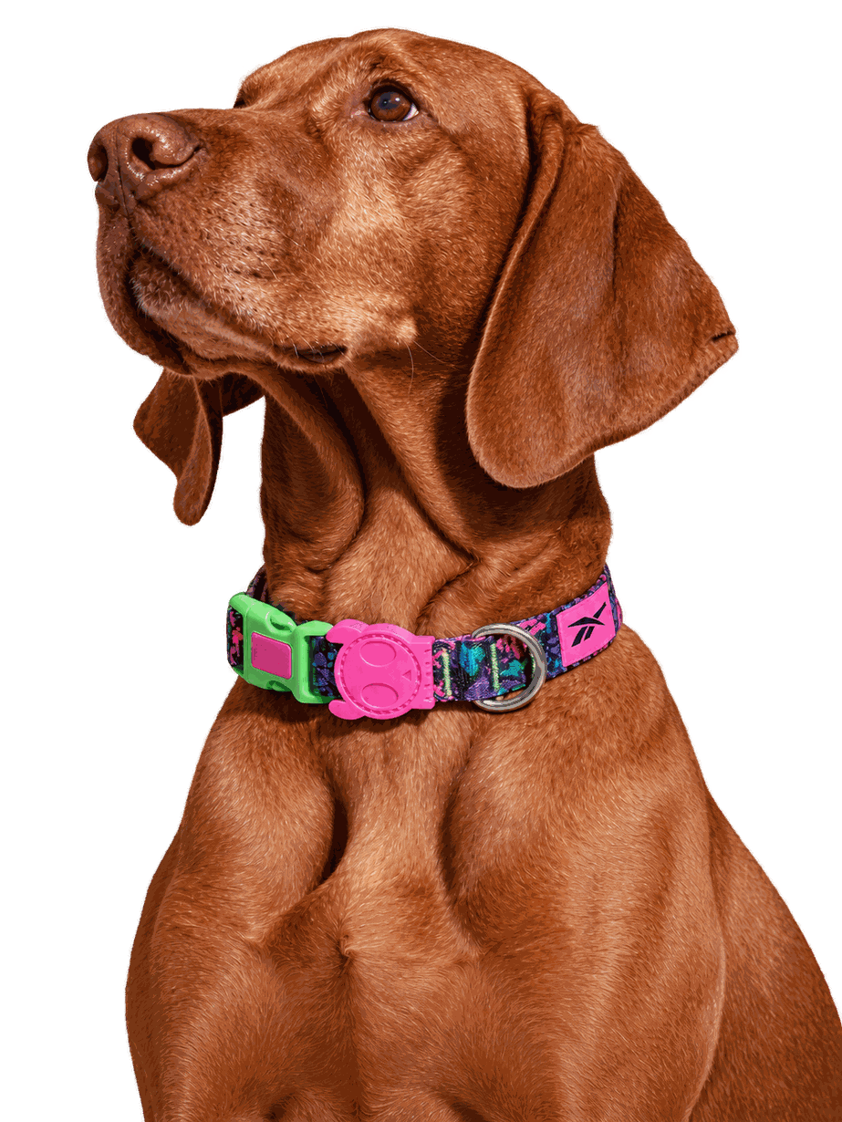 Collares para perro