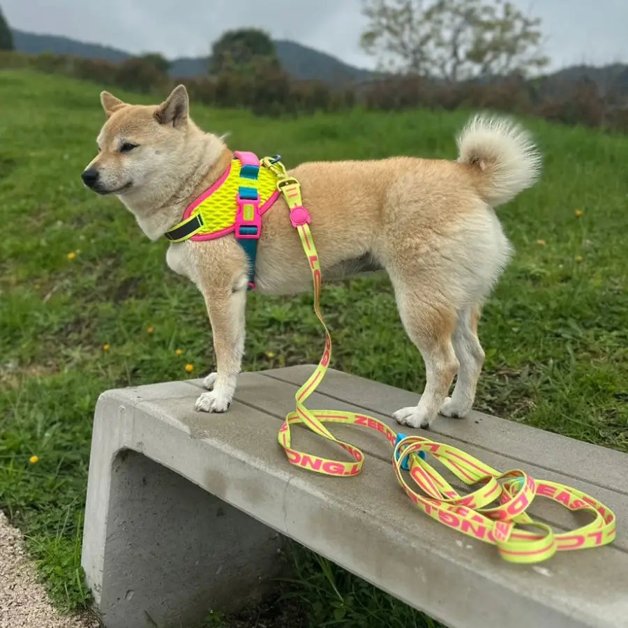 Aki, un Shiba Inu, usando FlyHarness CMYK