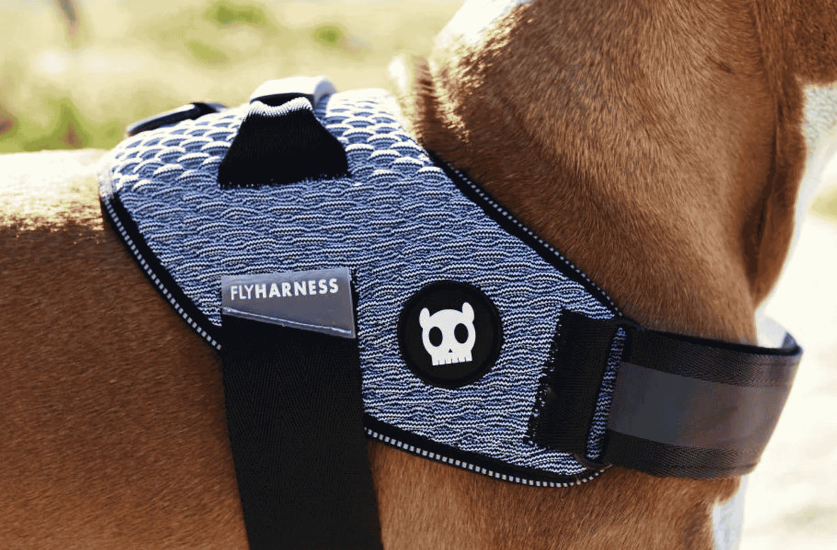 FlyHarness Zee.Dog