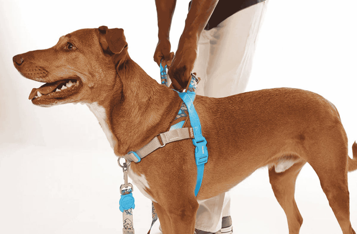 Arnés antitirones SofterWalk Zee.Dog
