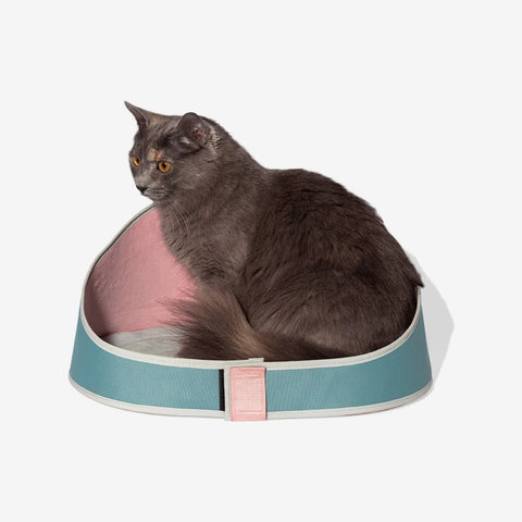Camas gato